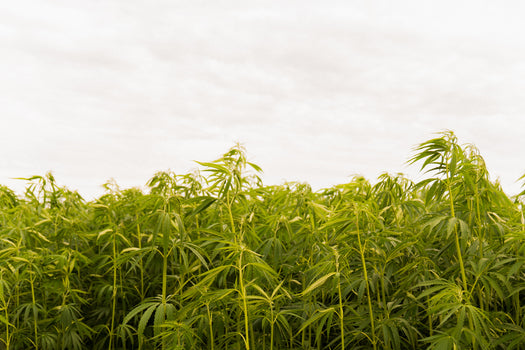 50% off CBD products (when you buy 2+)