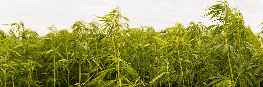 Shop Premium CBD Products