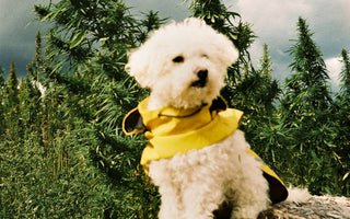 Canine Care: How CBD Enhances Your Pet's Well-being