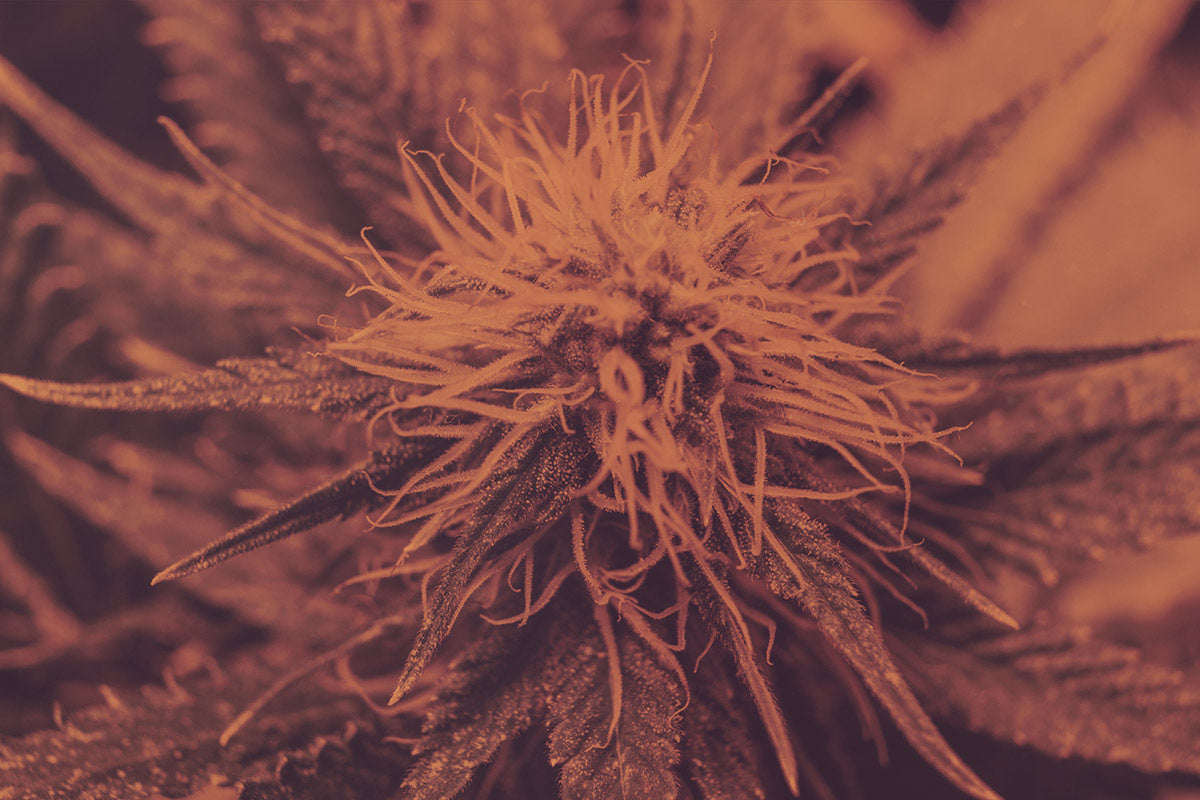 Understanding THC: Effects, Benefits, and Safety – Eir Health